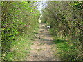 North Downs Way up to Otford Mount