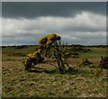 C9744 : Whin bushes near Dunseverick by Rossographer