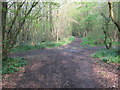 Bridleway junction in Stacklands Wood