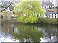 Willow on the River Bank, Knaresborough