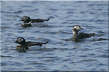 HP5600 : Long-tailed Ducks (Clangula hyemalis), Loch of Belmont by Mike Pennington