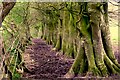 Beech Trees near Chilfrome