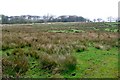 Field near Toller Porcorum