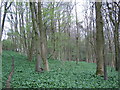 ST8297 : Kingscote Wood by George Evans