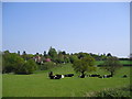 Belted Galloway cattle near Little Bealings