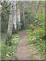 A woodland path on the Trewithen Estate