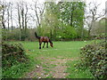 Bolham : Horse in a Field