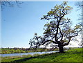 ST5410 : Oak tree - Sutton Bingham by Sarah Smith