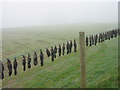 Dead moles on a barbed wire fence