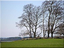 NY9876 : Trees on tumulus near Hallington by Joan Sykes