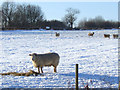 Sheep on Huggate Wold