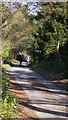 Horse, rider and escorts on Frensham Common