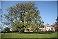 Beech tree