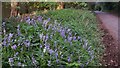 Blue and white bells on a drive near Spreakley