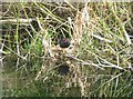 Moorhen on its nest on the Wendover Arm