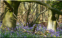 SU2567 : Trees and bluebells, Cobham Frith by Brian Robert Marshall