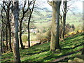 Beech copse above Eyam