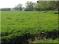 SJ7264 : Field at Briarpool, with dandelions by Stephen Craven