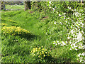 Roadside spring flowers