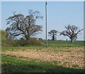 Field and trees