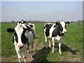 Middle Bockhampton, heifers