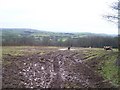 Mid Devon : Muddy Field & Cows