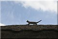 Cat on the  roof