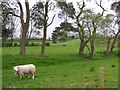 H3334 : Sheep, Cleenriss by Kenneth  Allen