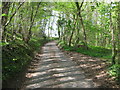 Scooks Hill Road in Mincedane Wood