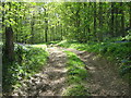 Track into Mincedane Wood