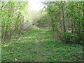 Footpath through Coxett Wood