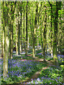 Woods near Herstmonceux Castle