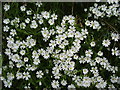 Greater Stitchwort - Stellaria holostea