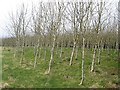 Young woodland, West Benhar