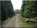 NY6392 : Cycle Route through Kielder Forest by Les Hull