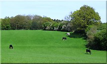 TL1810 : Field opposite Fairfolds Farm with Hill Wood beyond, Sandridge by Chris Reynolds