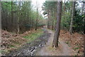 TQ5936 : Muddy path through Chase Wood by N Chadwick