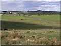 Northumbrian landscape