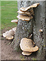 Polyporus squamosus - Dryad