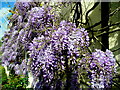 Beautiful wisteria 2