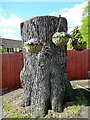 Cedar stump at Castle Lodge.