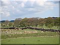 Undulating dry stone wall