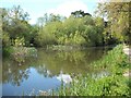 Basingstoke Canal at Brookwood