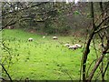 Sheep, Felin Cwrt, Login