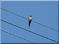 Swallow on a wire by the Pen-y-Ghent cafe