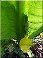 SN0539 : American skunk cabbage 'flower' by Natasha Ceridwen de Chroustchoff