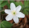 NJ5629 : Windflower or Wood Anemone (Anemone nemorosa) by Anne Burgess