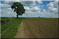 Bridleway and tree, Peopleton