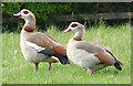 TM0634 : Pair of Egyptian geese on pasture by Zorba the Geek