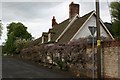 Wisteria on the cottage